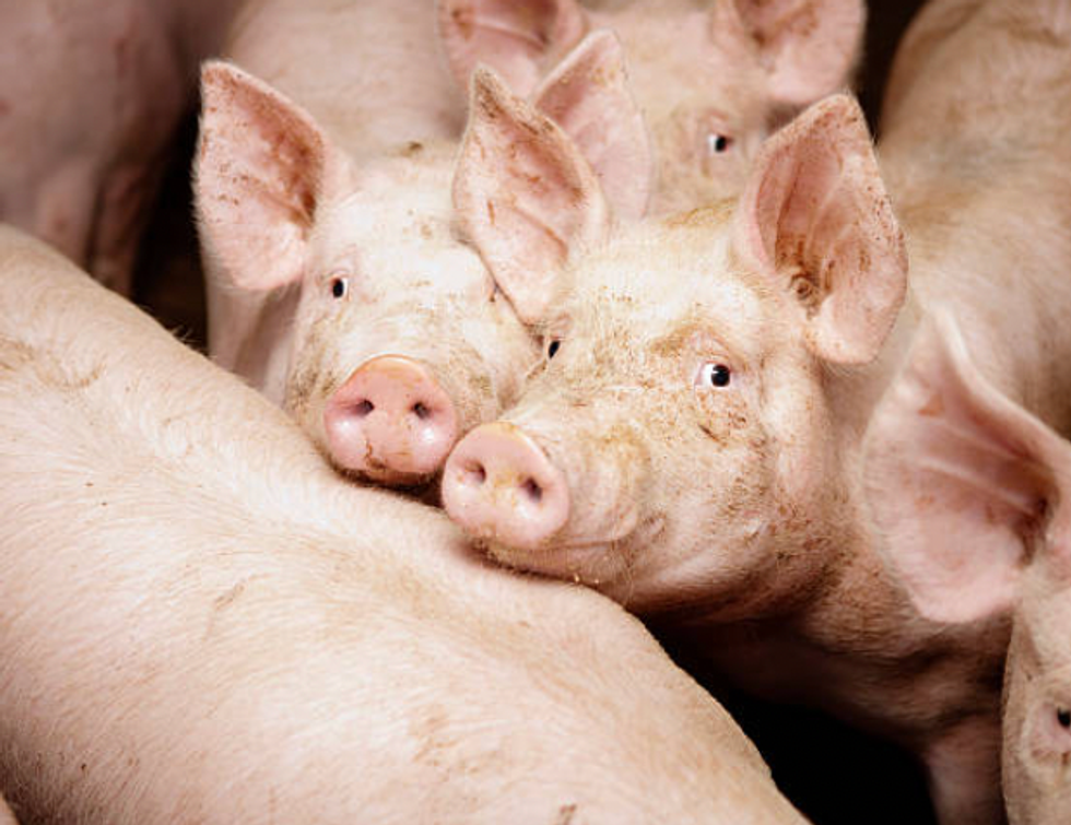 Pigs