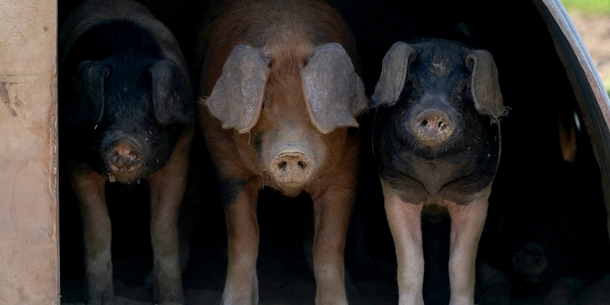 NextImg:Pig lung transplanted into human in groundbreaking operation sparks hope for organs on demand