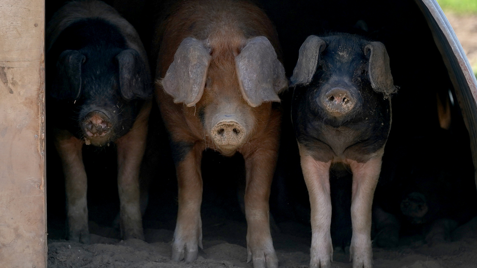 Pigs