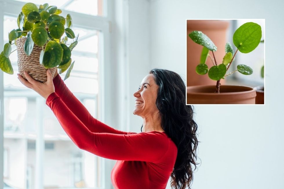 PILEA PLANT