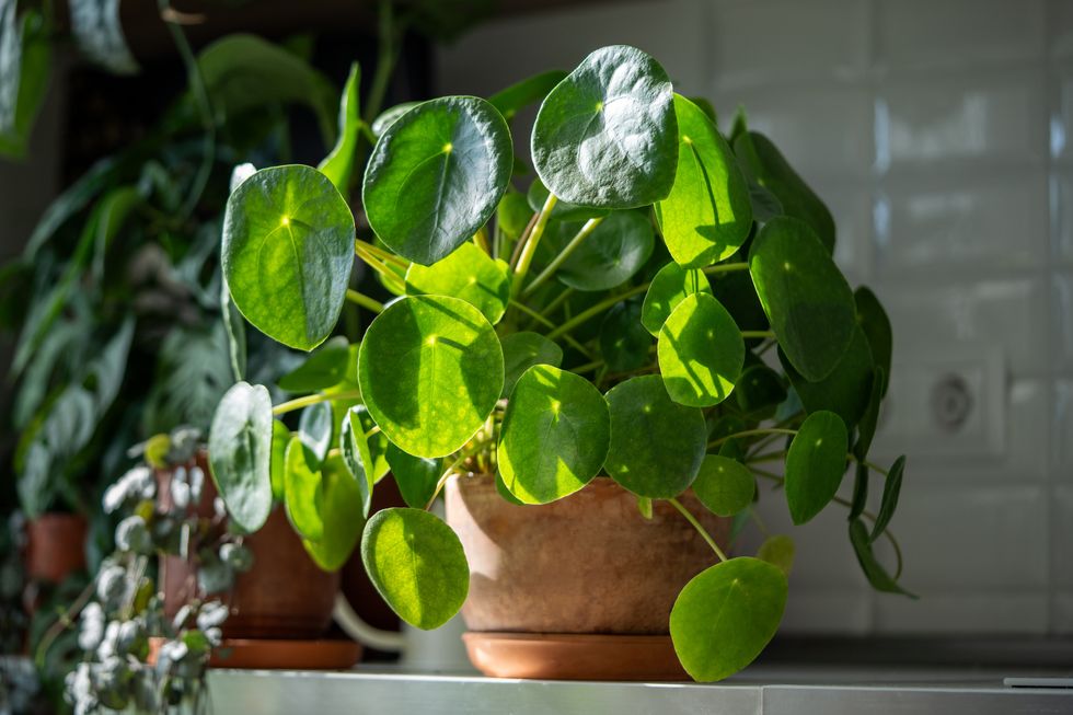 PILEA PLANT