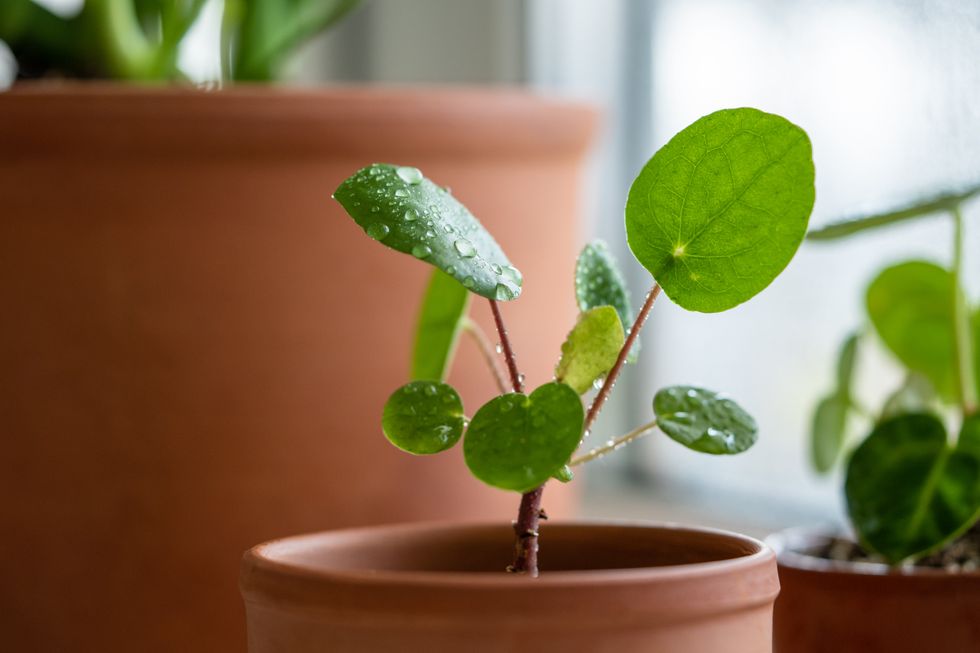 PILEA PLANT