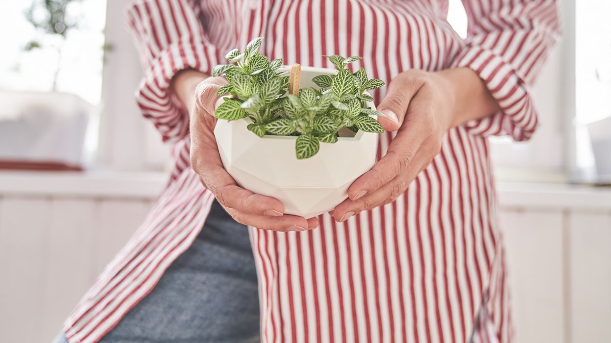 PINCHING HOUSE PLANTS