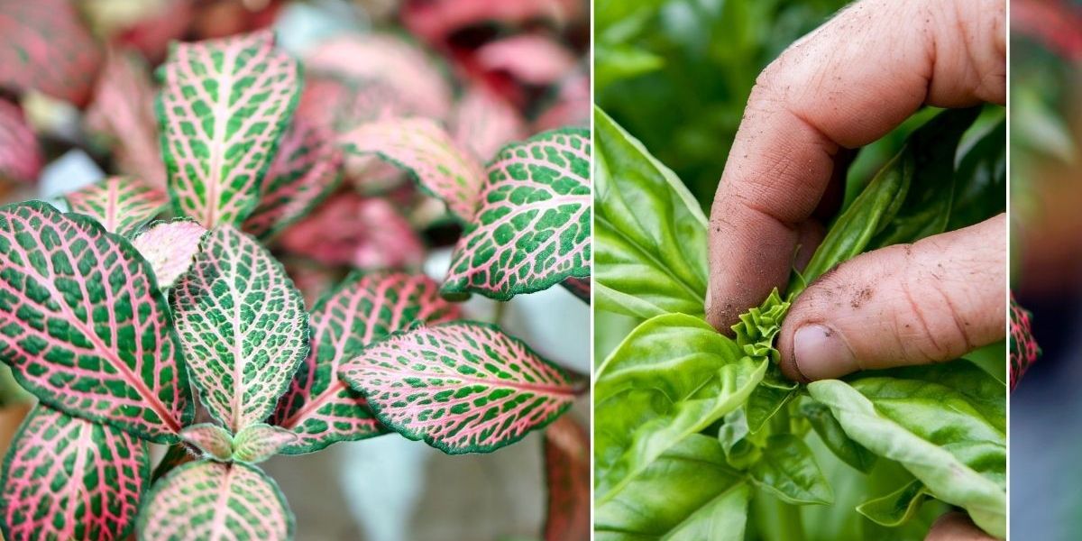 NextImg:'Miracle worker': Gardening hack produces 'bushy plants' in 'just a few weeks'