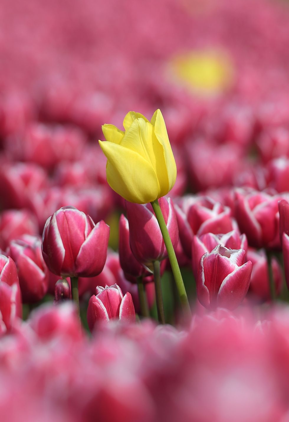 Pink and yellow tulips