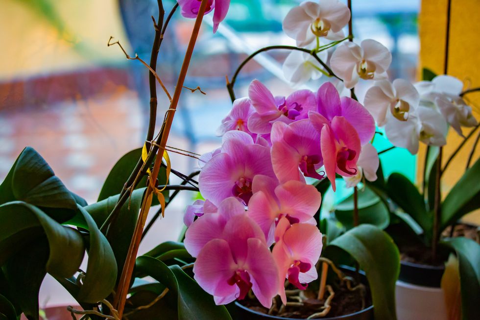 Pink orchids (indoor)