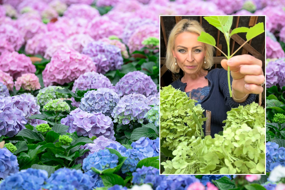 Pink, purple and blue hydrangeas; Anya Lautenbach showing how to propagate hydrangeas