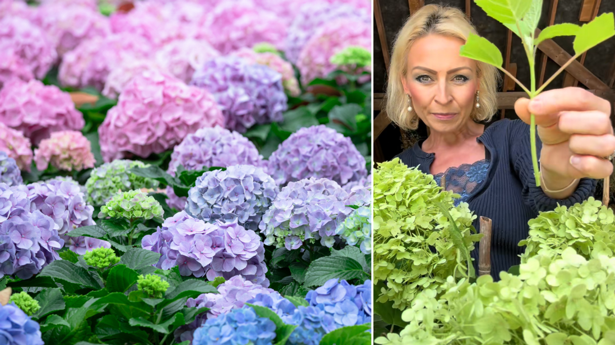 Pink, purple and blue hydrangeas; Anya Lautenbach showing how to propagate hydrangeas