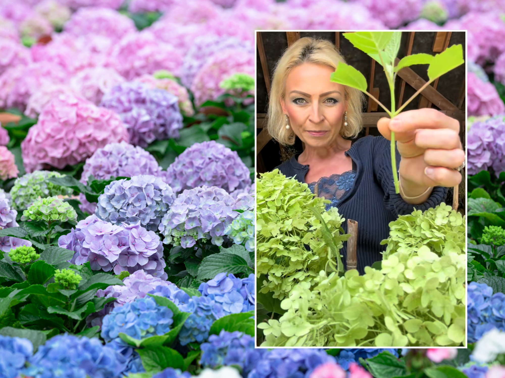 Pink, purple and blue hydrangeas; Anya Lautenbach showing how to propagate hydrangeas