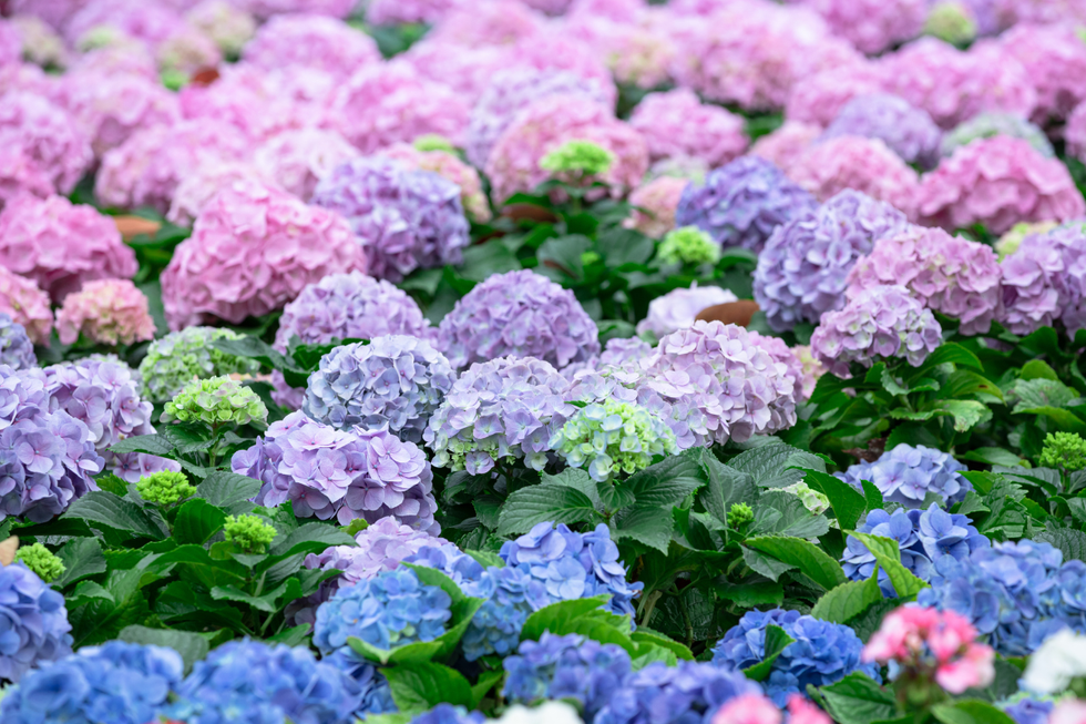 Pink, purple and blue hydrangeas
