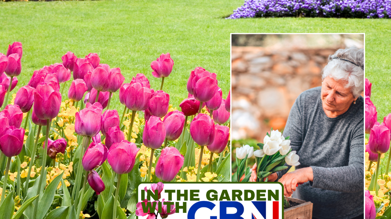 Pink tulips / woman picking white tulips
