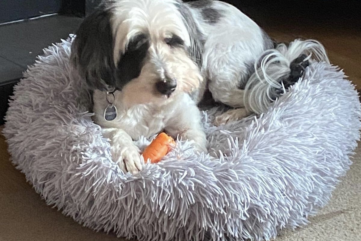 My dog is a vegan - and it's the best thing he did!