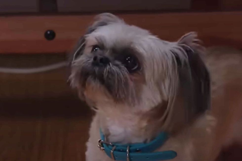 Piper
