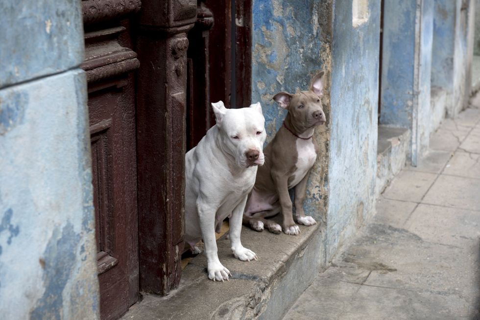 Pit bull