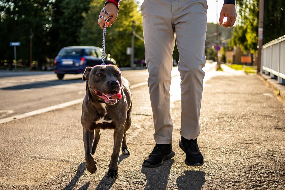 Pit bull