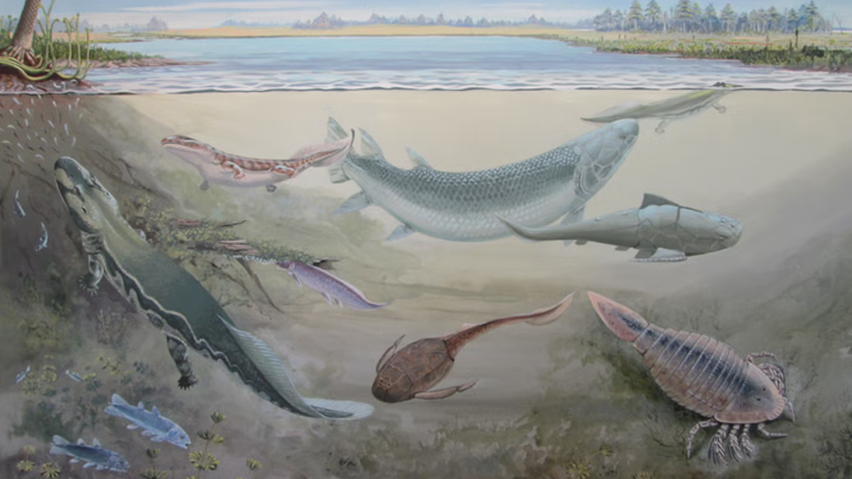 Placoderms