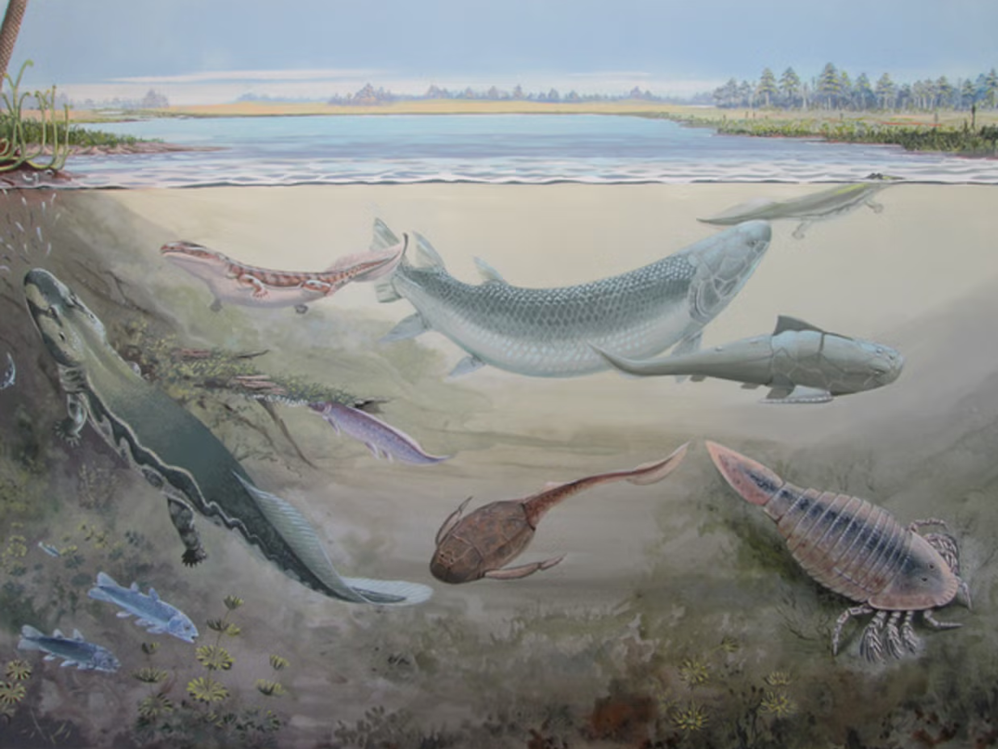 Placoderms