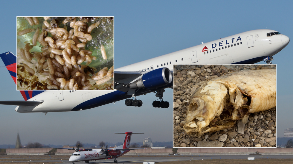 Plane/maggots/fish