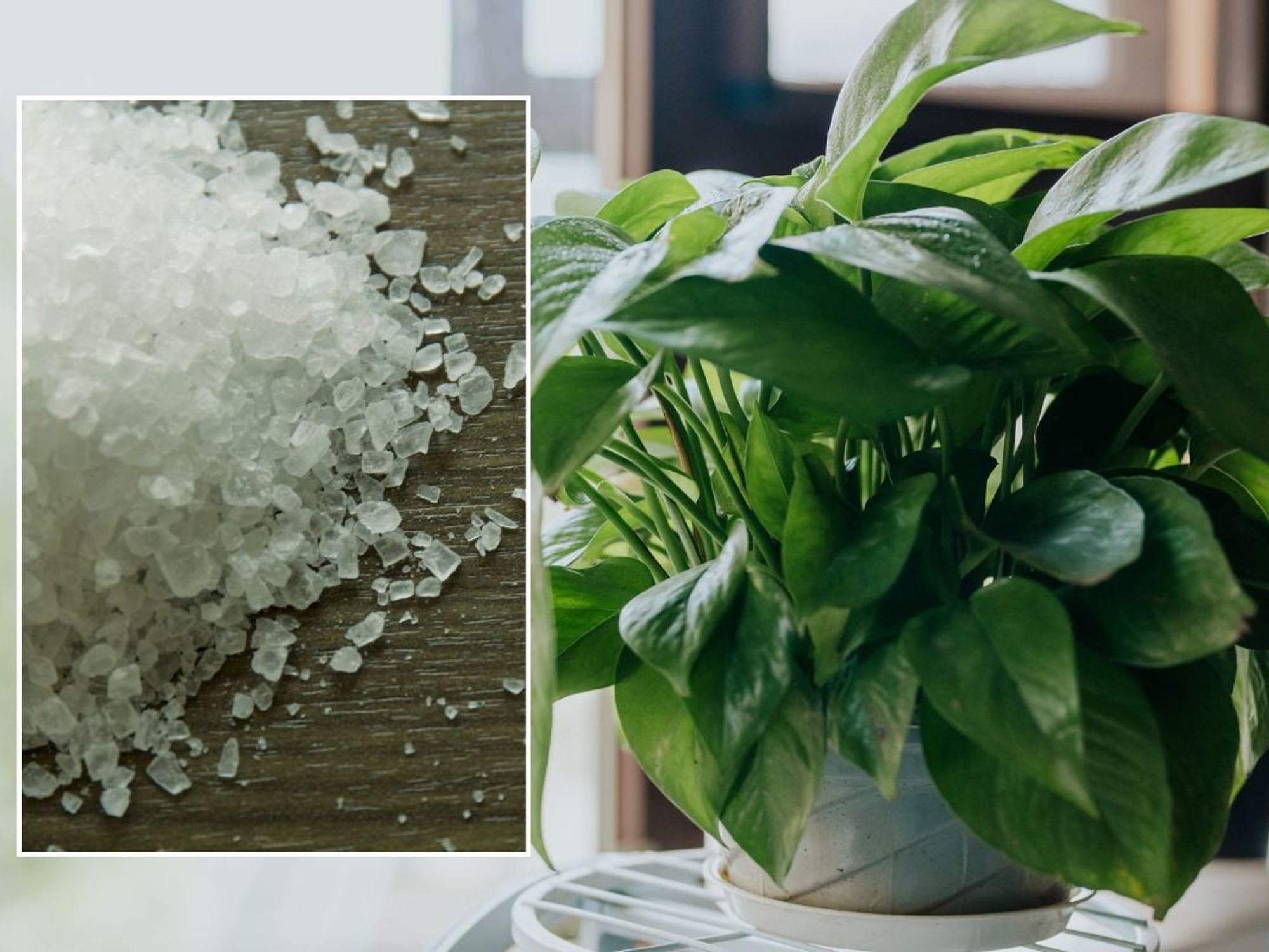 plant stock image