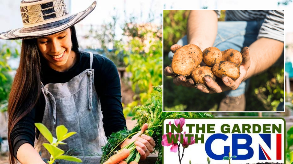 Planting carrot / potatoes