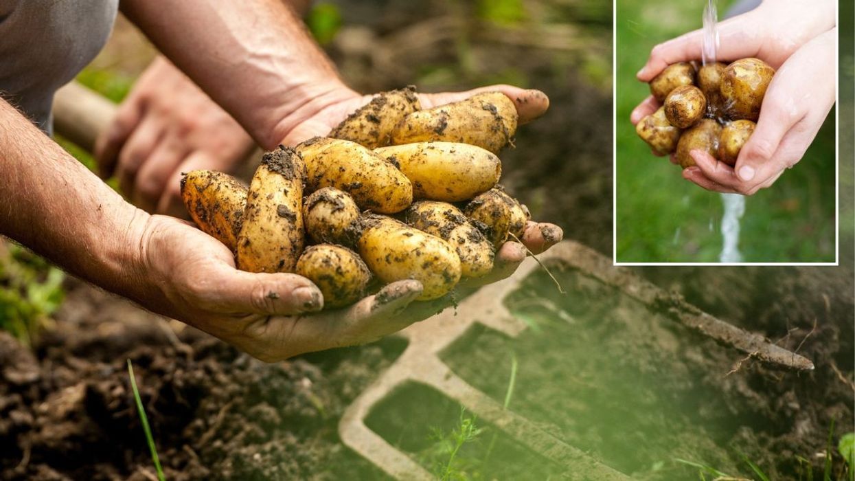 Planting potatoes / Washing potatoe