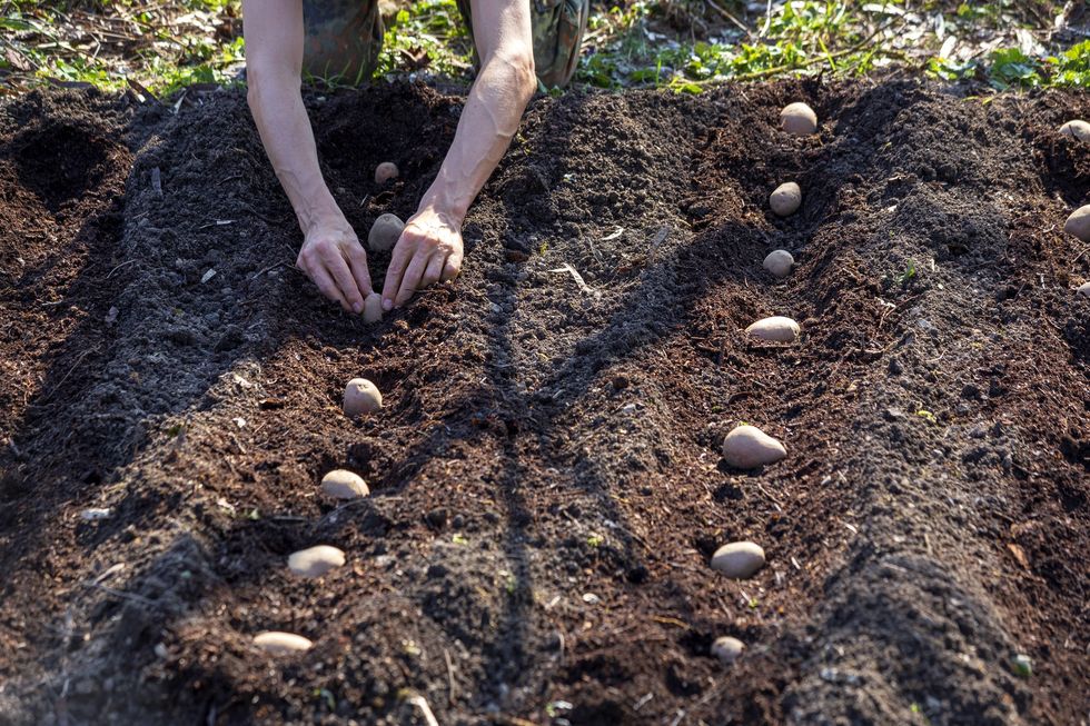 Planting potatoes