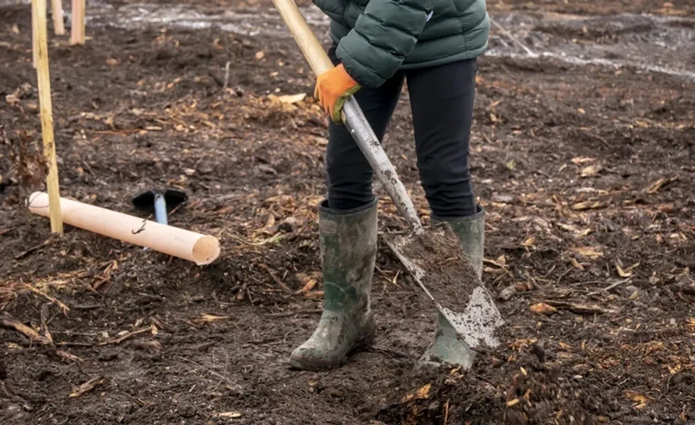 Planting tree