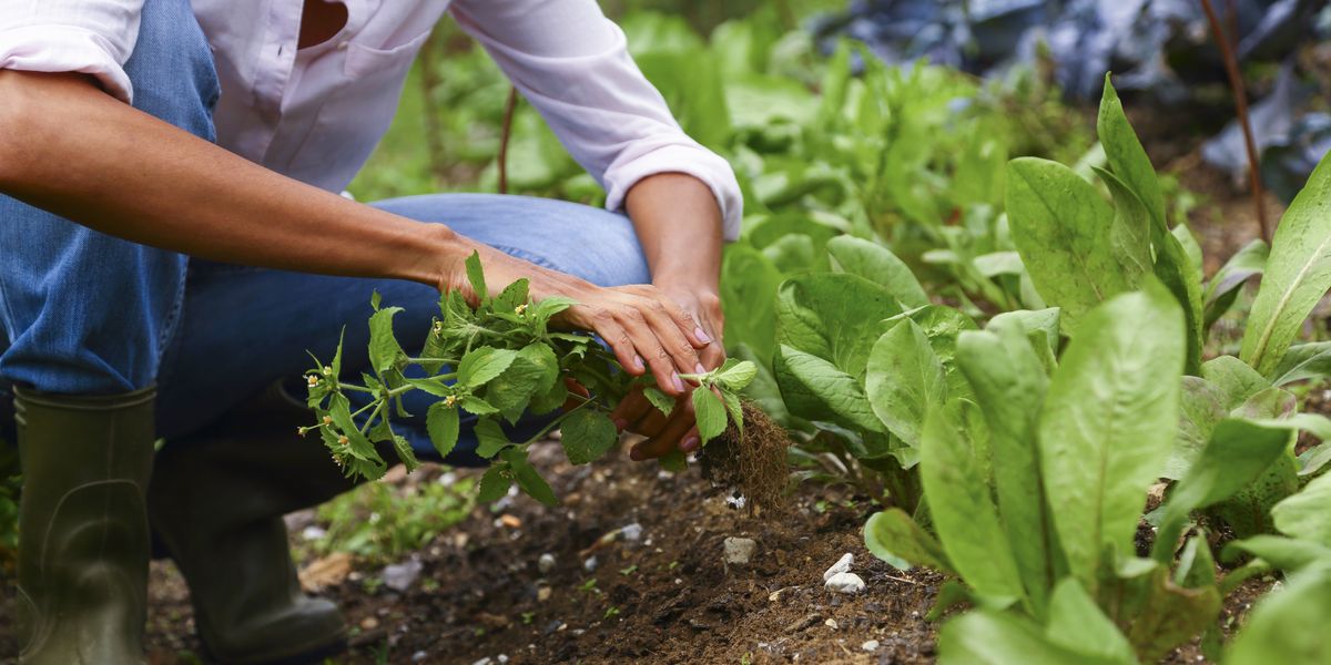 NextImg:The vegetables to sow now for early harvest by spring or summer