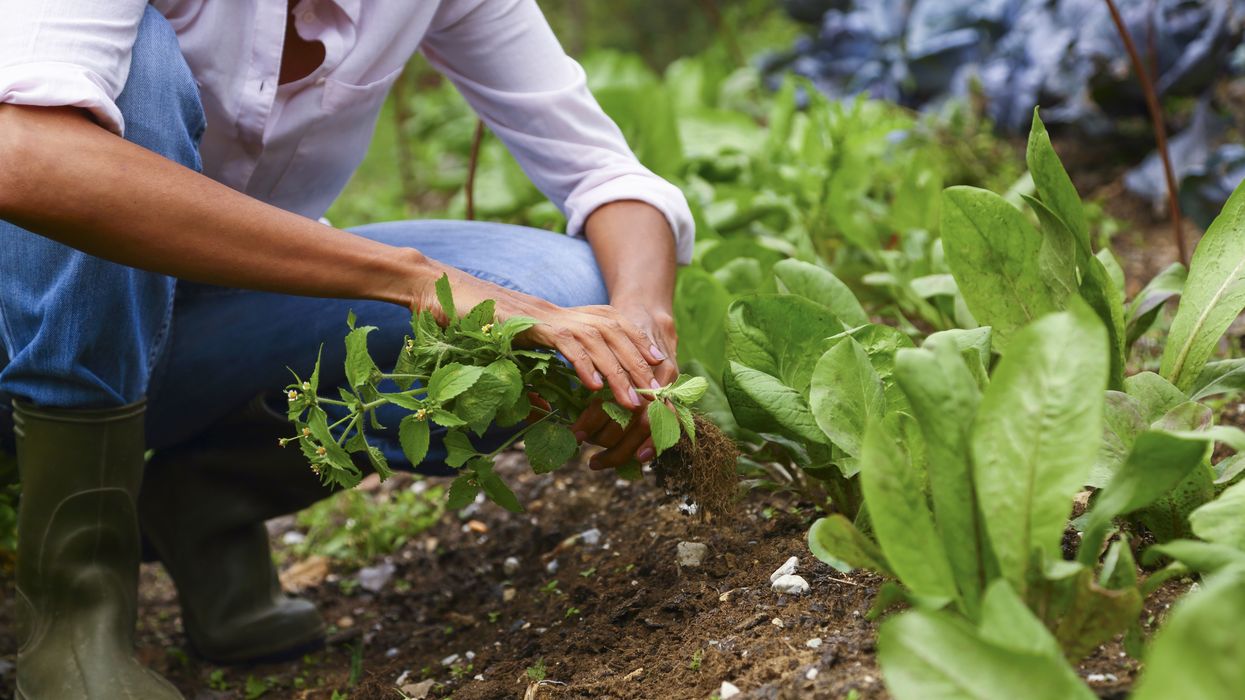 Planting vegetables
