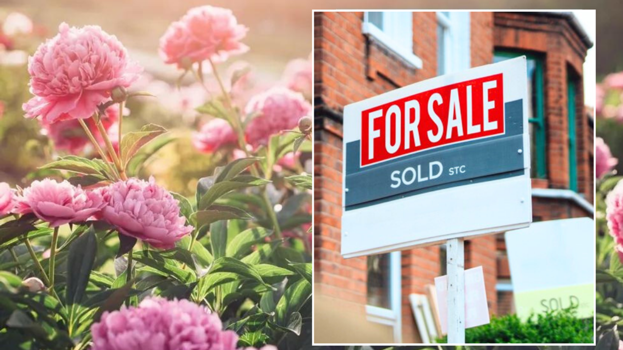 Plants / for sale sign