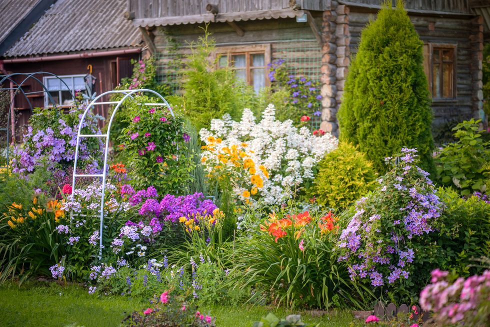 Plants in garden
