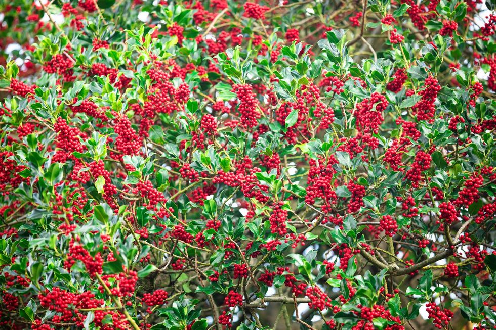 Plants