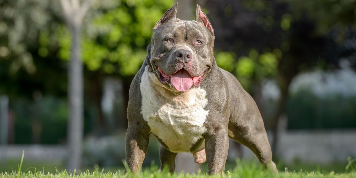 NextImg:XL Bully dog owner says she would rather go to prison than lose pets