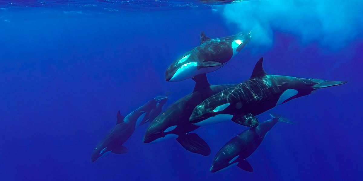 NextImg:Luxury yacht sinks off coast of Morocco after killer whale attack