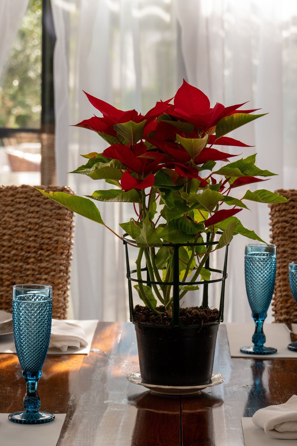 poinsettias
