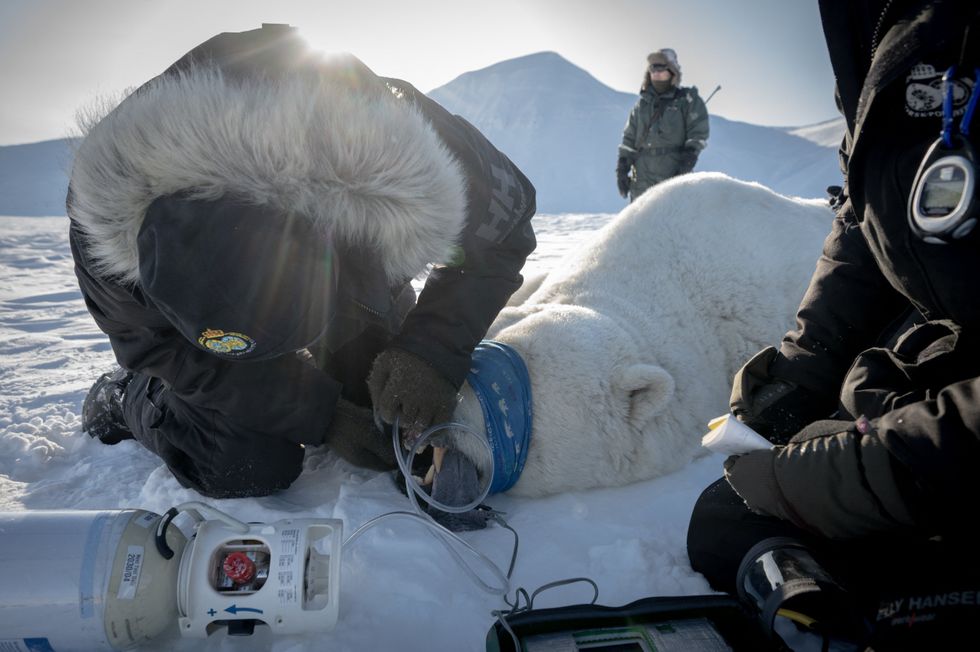 Polar Bear scientists