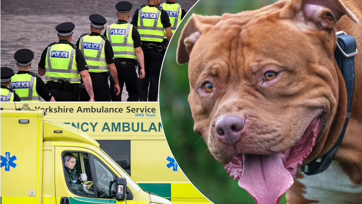 Police/ambulance/XL Bully