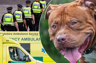 Police/ambulance/XL Bully