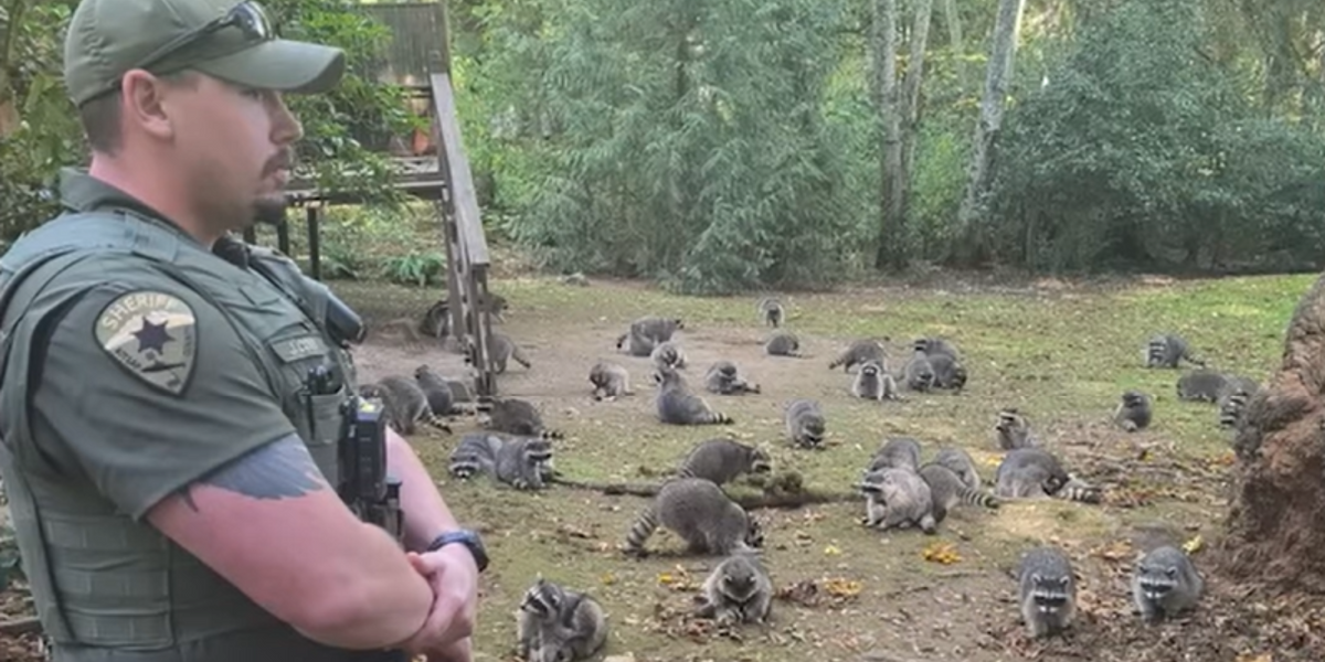 NextImg:Woman left terrified as 100 'aggressive' raccoons swarm her front yard