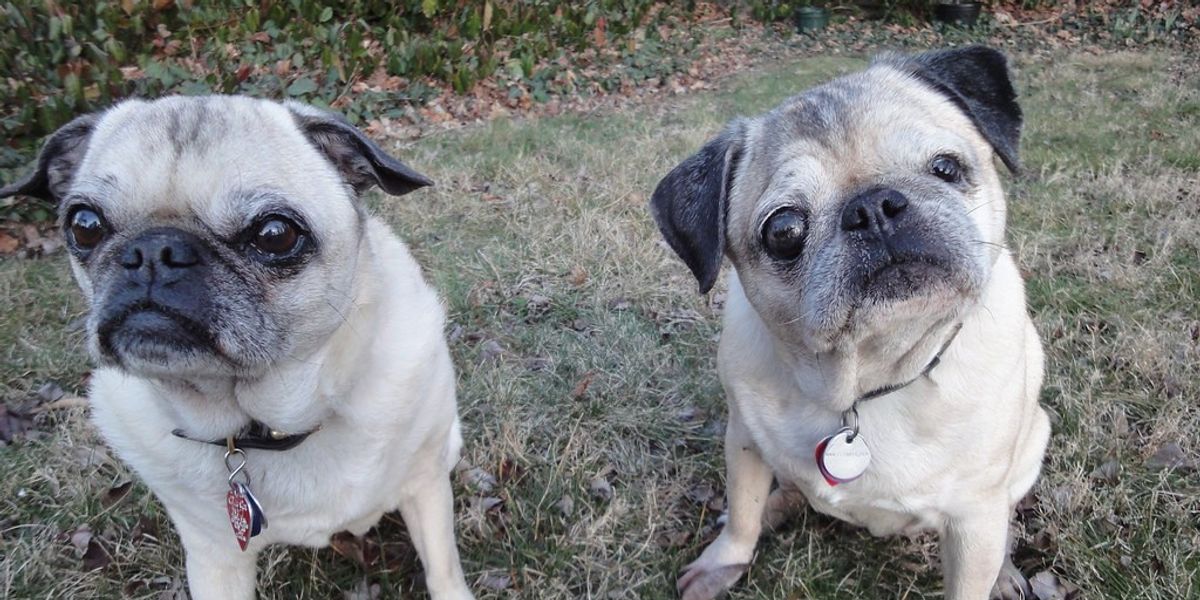 NextImg:Woman's body found half-eaten by her pet pugs after she died in her apartment