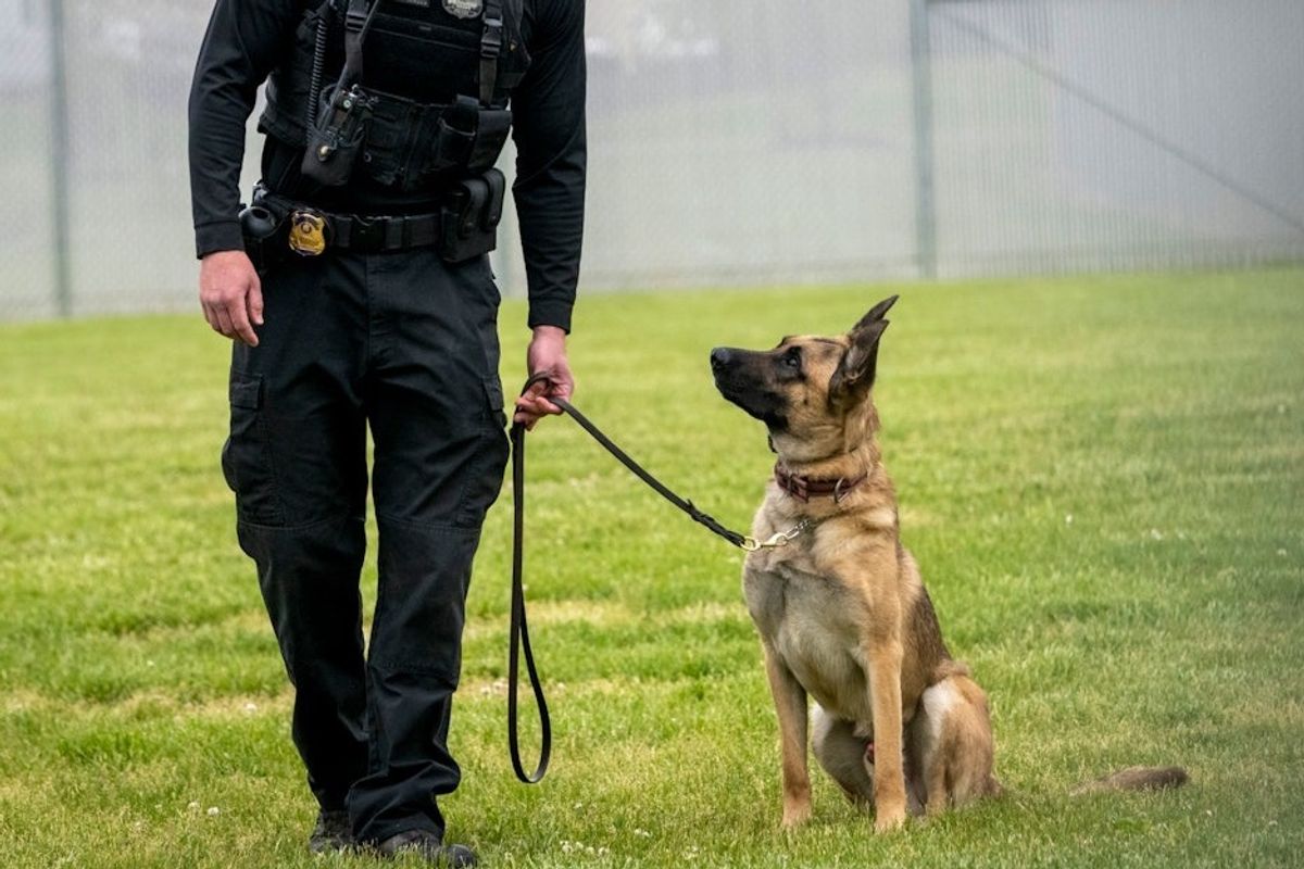 Police dog and handler (stock footage)