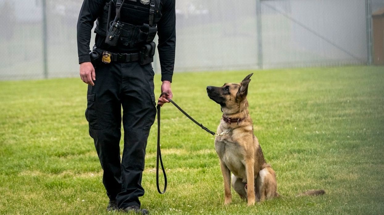 Police dog and handler (stock footage)