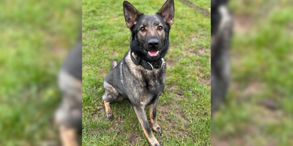 NextImg:Police dog dies after chasing attempted murder suspect into lake as he fled from officers