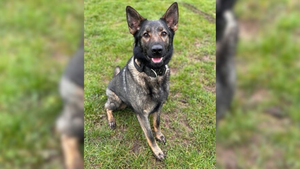 Police dog