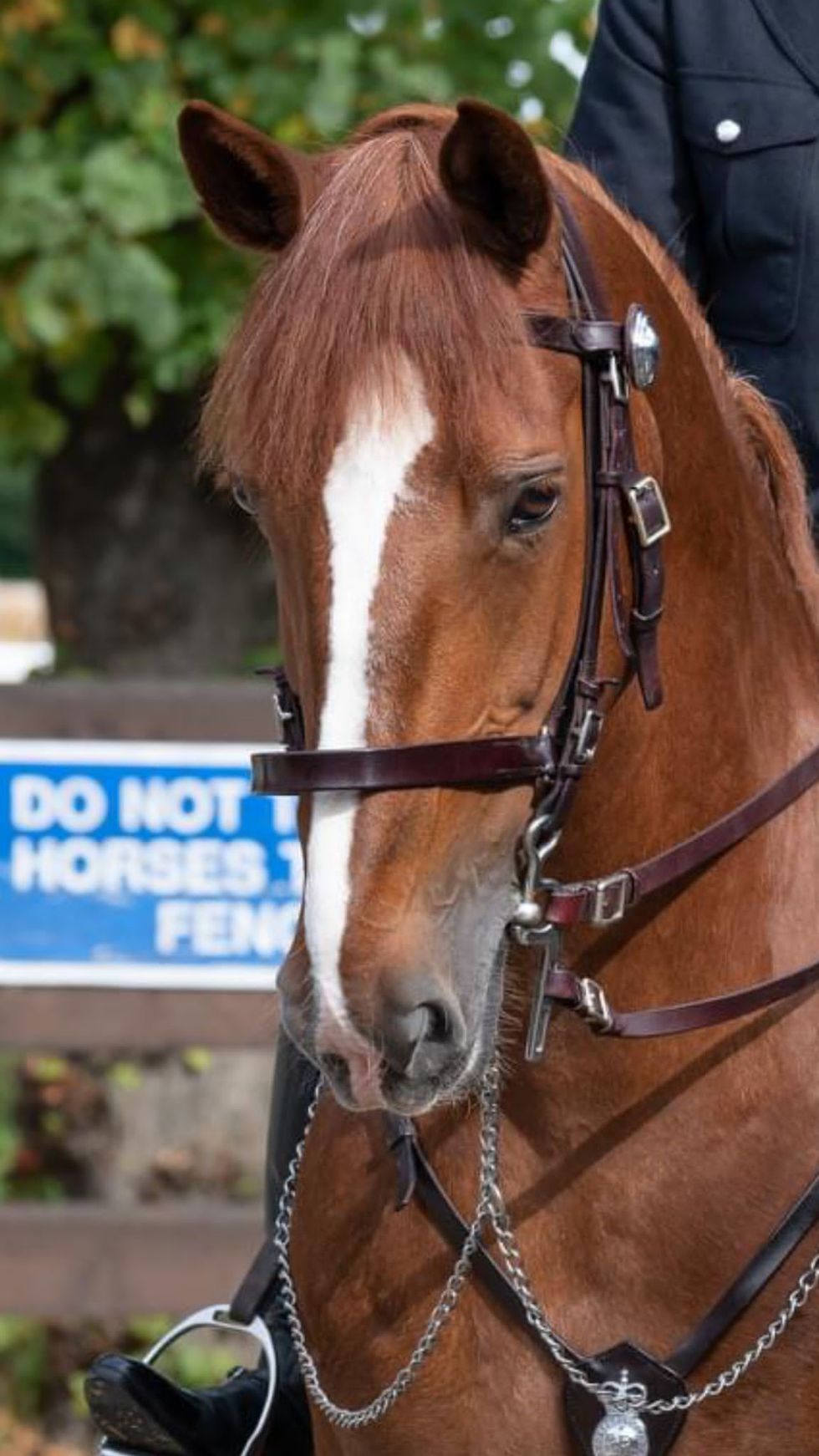 Police Horse Sandown