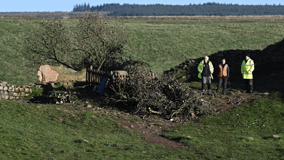 Police near the felled Sycamore Gap tree