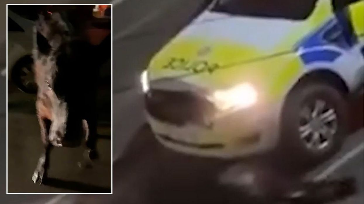 Police officer who rammed escaped cow returns to frontline duties after 'heavy-handed' incident sparked massive backlash
