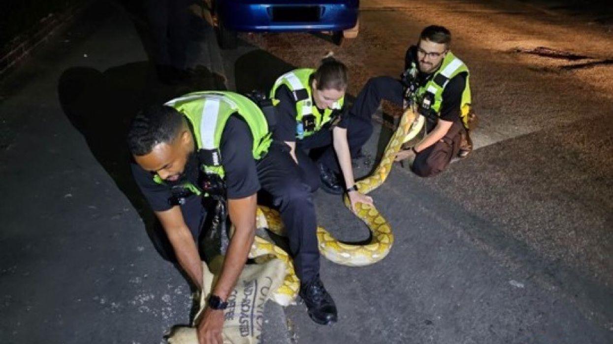 Police officers pick up massive 12ft snake