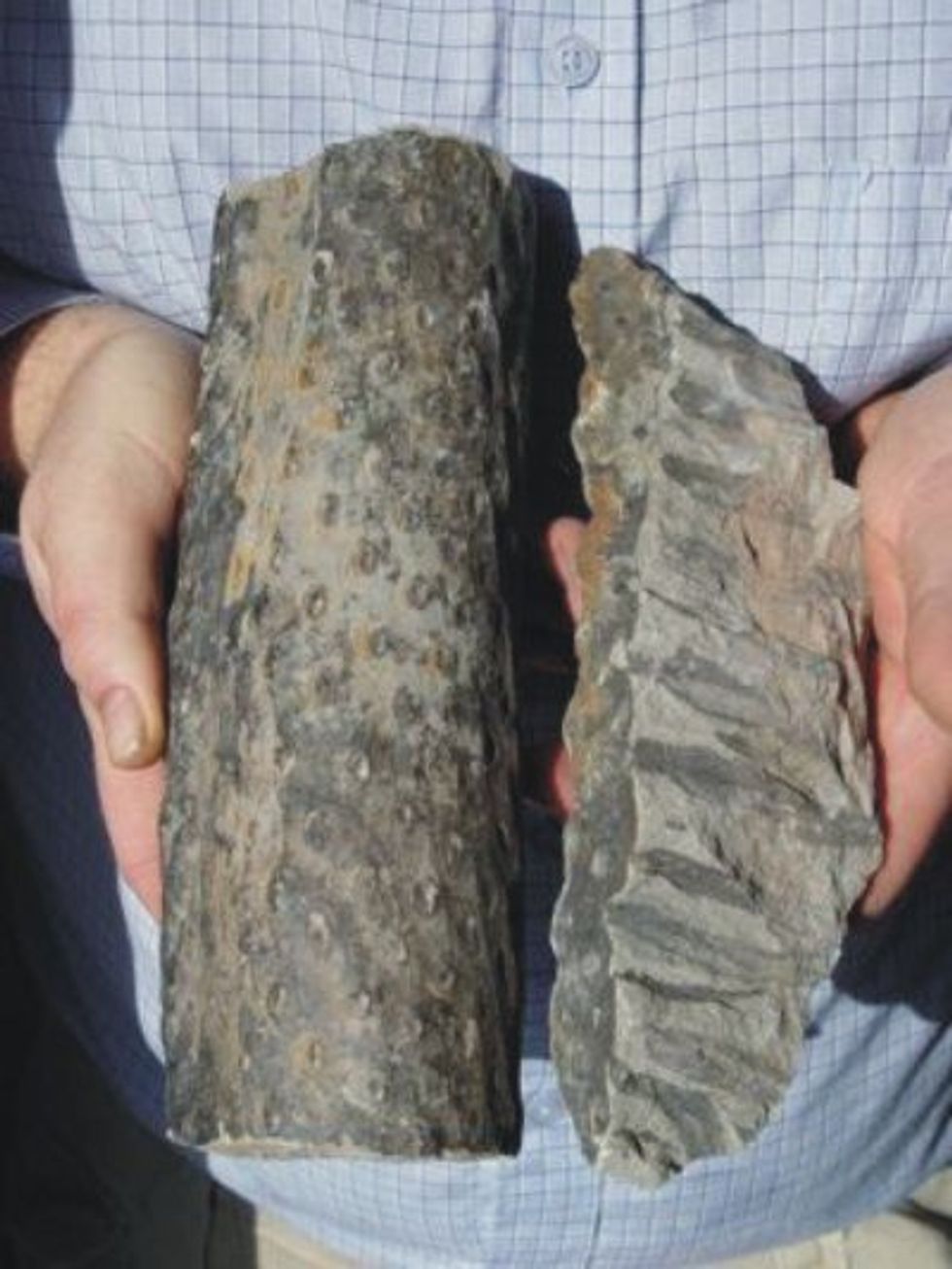 'Polystrate fossil' root