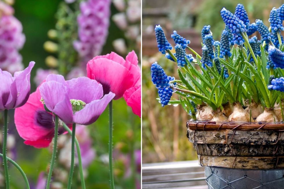 poppies and hyacinths